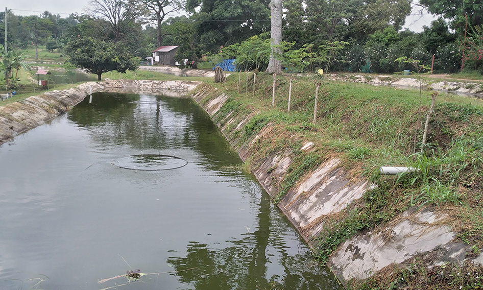 Tilapia-fish-Hatchery-services-uganda-kamos-fish-farm
