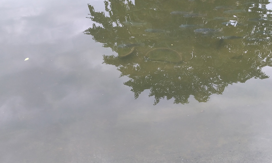 Tilapia-fish-Hatchery-services-uganda-kamos-fish-farm01