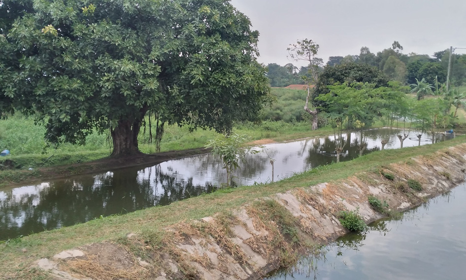 Tilapia-fish-Hatchery-services-uganda-kamos-fish-farm02