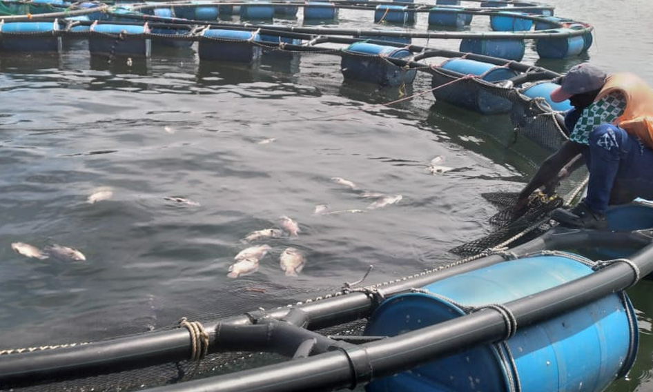 Tilapia-fish-Hatchery-services-uganda-kamos-fish-farm03