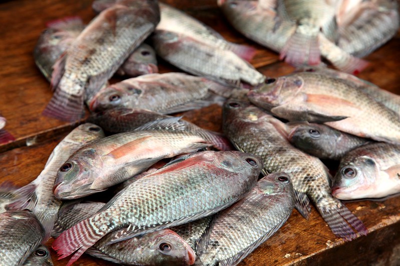 Fish Types That Flourish In Uganda