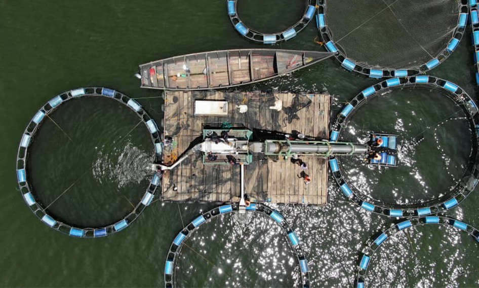 Tilapia-fish-Hatchery-services-uganda-kamos-fish-farm06