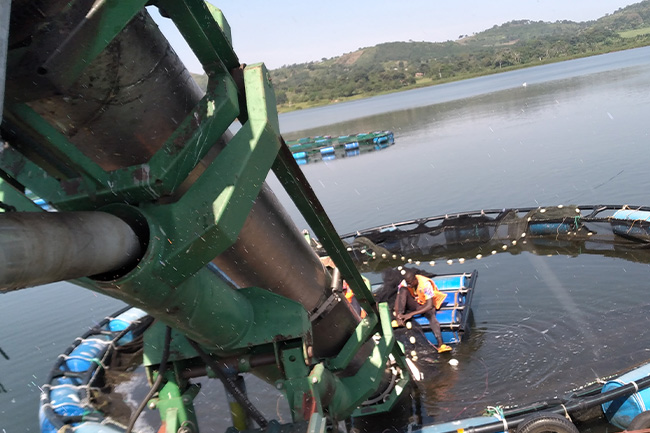 Tilapia-fish-Hatchery-services-uganda-kamos-fish-farm07