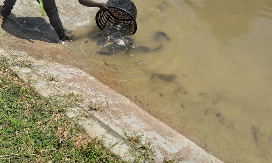 Tilapia-fish-Hatchery-services-uganda-kamos-fish-farm08