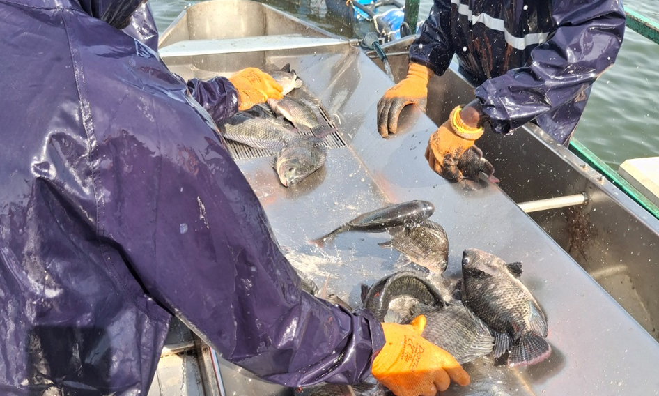 outgrowers-fish-farm-uganda-kamos05