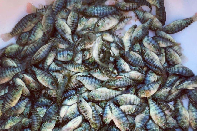 tilapia-fish-fingerlings-kamos-fish-farm-Uganda